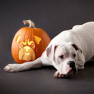 Kutyaportrék töklámpáson - Bulldog