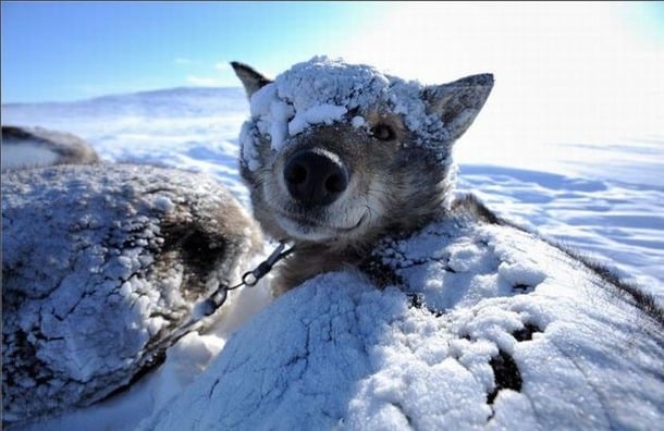 Nem minden kutya élvezi a hideget és a havat! A Gazdi felelőssége, hogy megfelelően gondoskodjon kedvencéről!