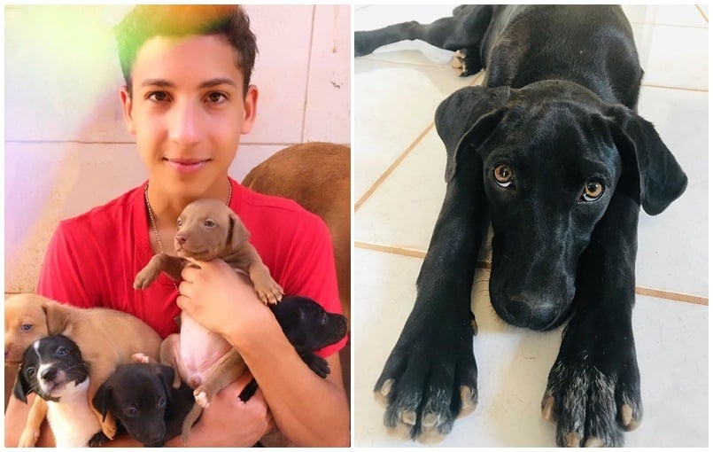 Menhelyet nyitott a 17 éves brazil fiú a kóbor kutyák és macskák számára