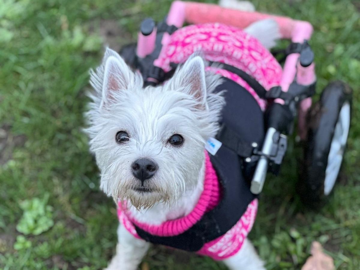 Kutyakocsikat adományoz mozgássérült társainak a bájos Westie
