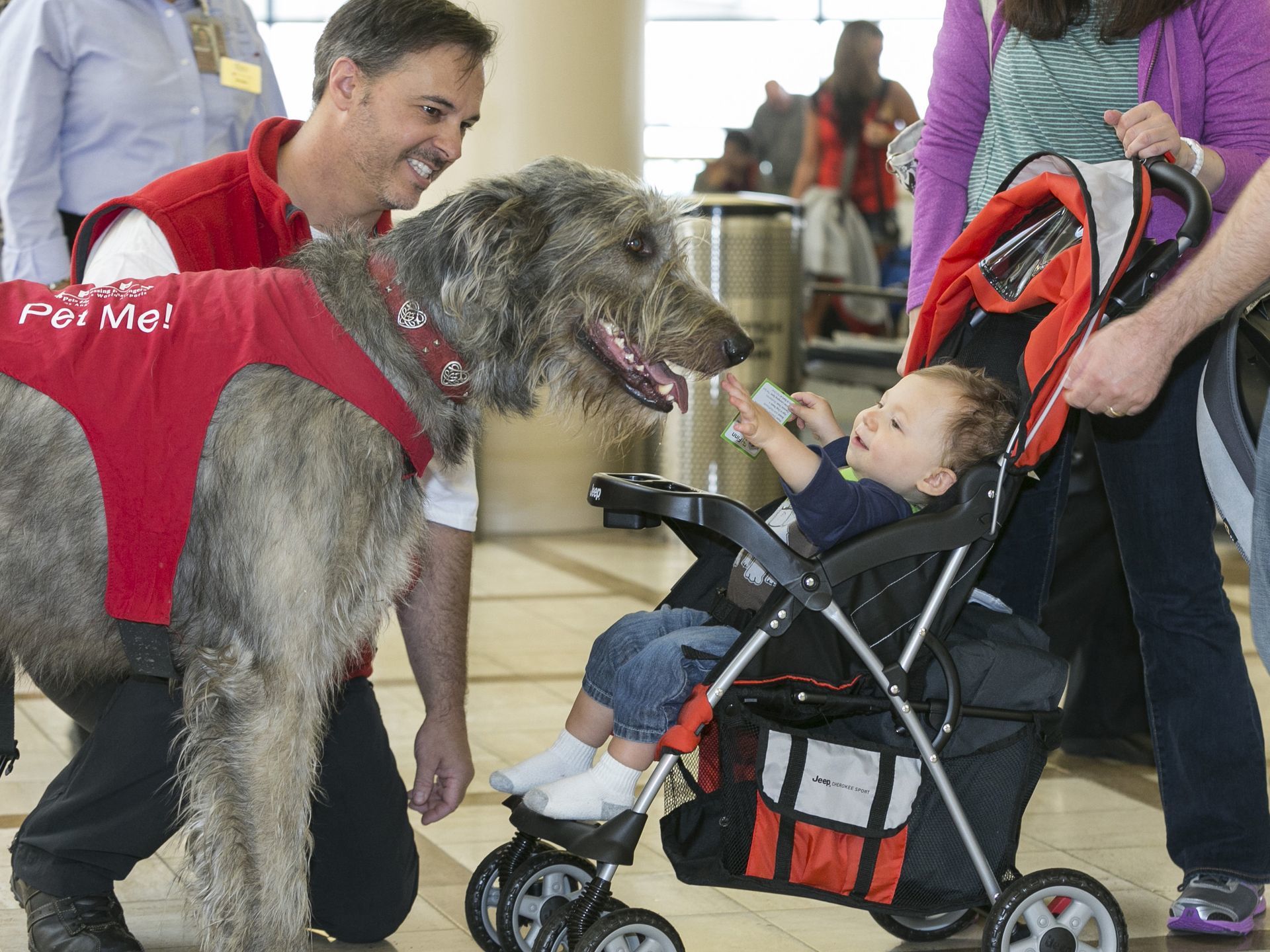 A legkisebbek is örülnek a reptéri terápiás kutyáknak, a képen Finn, az ír farkasagár látható