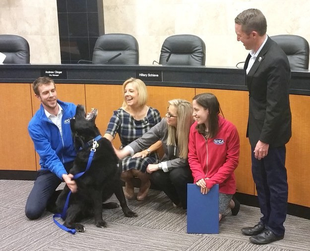 Everett, az örökbefogadott kutya lett a polgármester