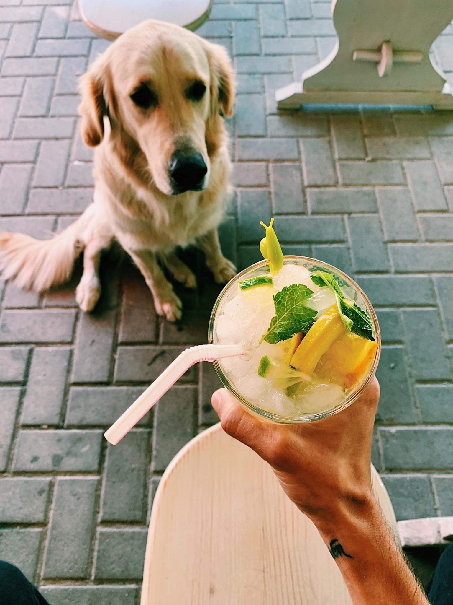 Hűsítő limonádé a kutyabarát Sárkány Konyhában 