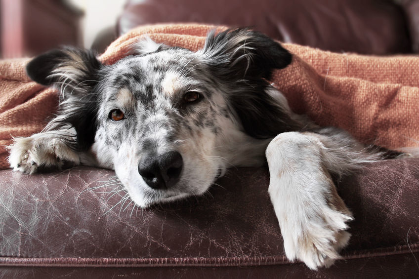 Kutyaegészség - Az ízületi gyulladás nemcsak idős korban, hanem sérülések, egyéb betegségek következtében is kialakulhat