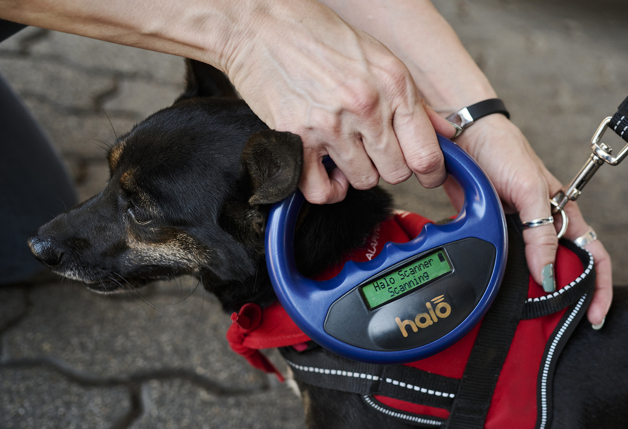 A MOL kutyachip leolvasói már 151 töltőállomáson elérhetőek Magyarországon