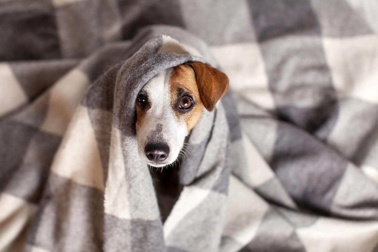 Remegés kutyáknál - betegségre is utalhat, ha egyéb tünetekkel is párosul