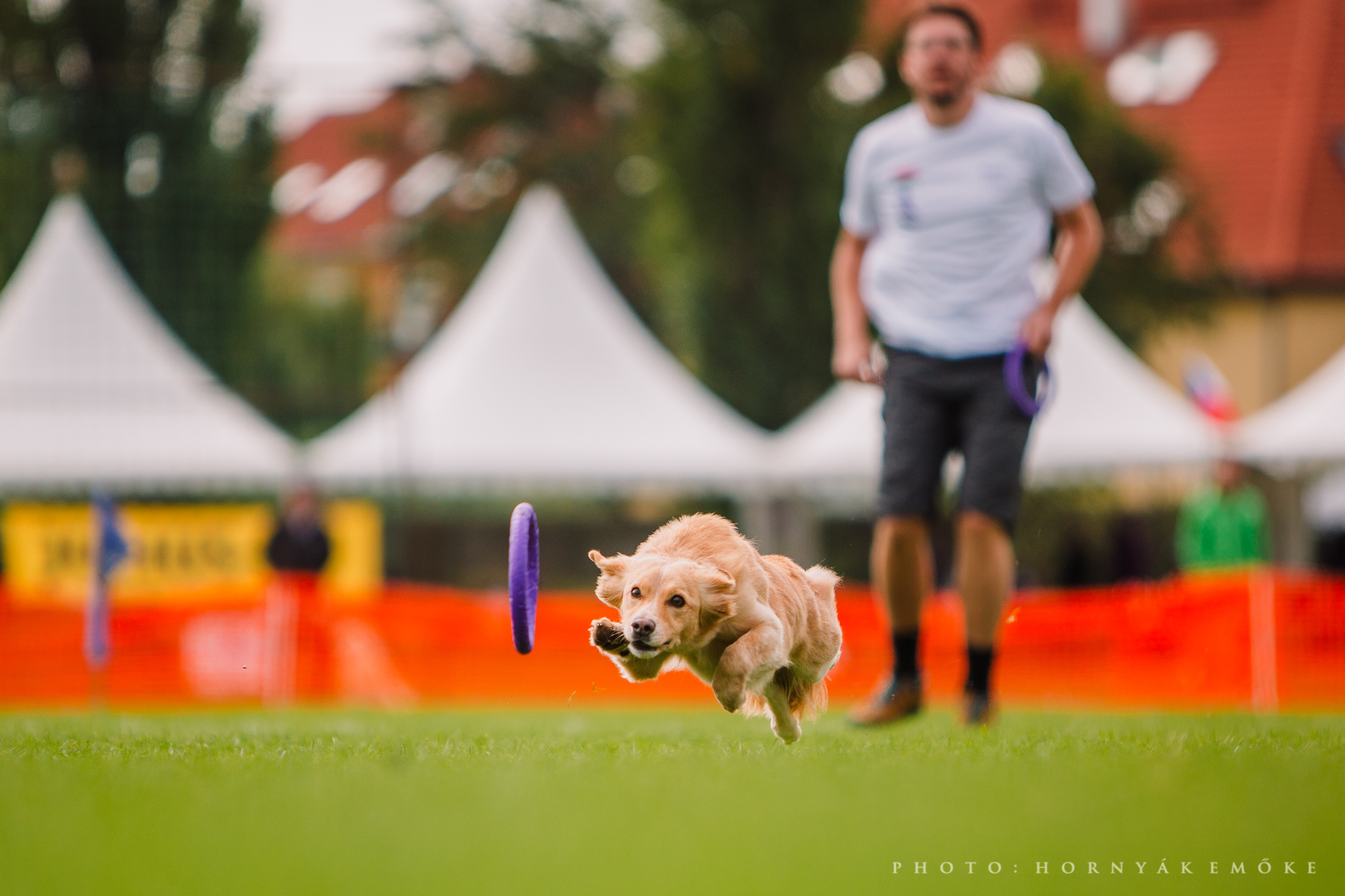 Mindenféle méretű, fajtájú és korú kutya indult a Dog Puller Világbajnokságon - a képen Zászkaliczky Márton és Léna, akik Runningban elsők lettek a Minik között