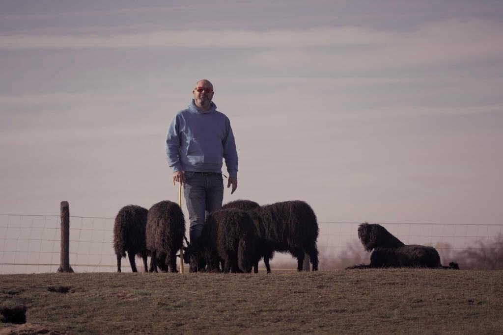 bouvier des flandres