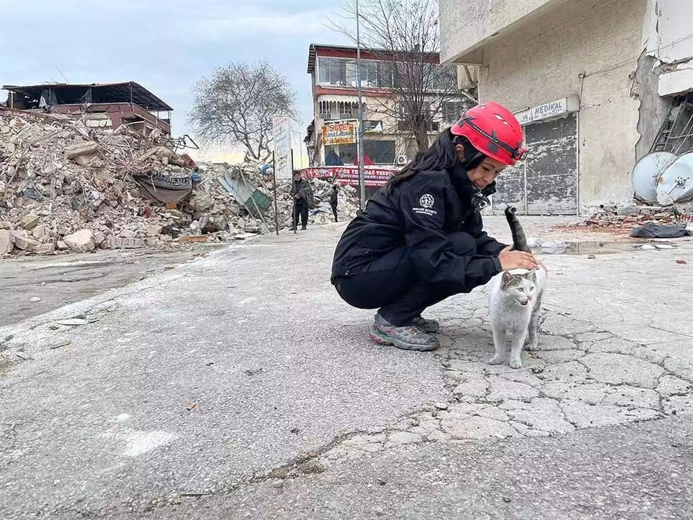 Kérlek, segíts rajtam - Egy elárvult macska a törökországi földrengés után