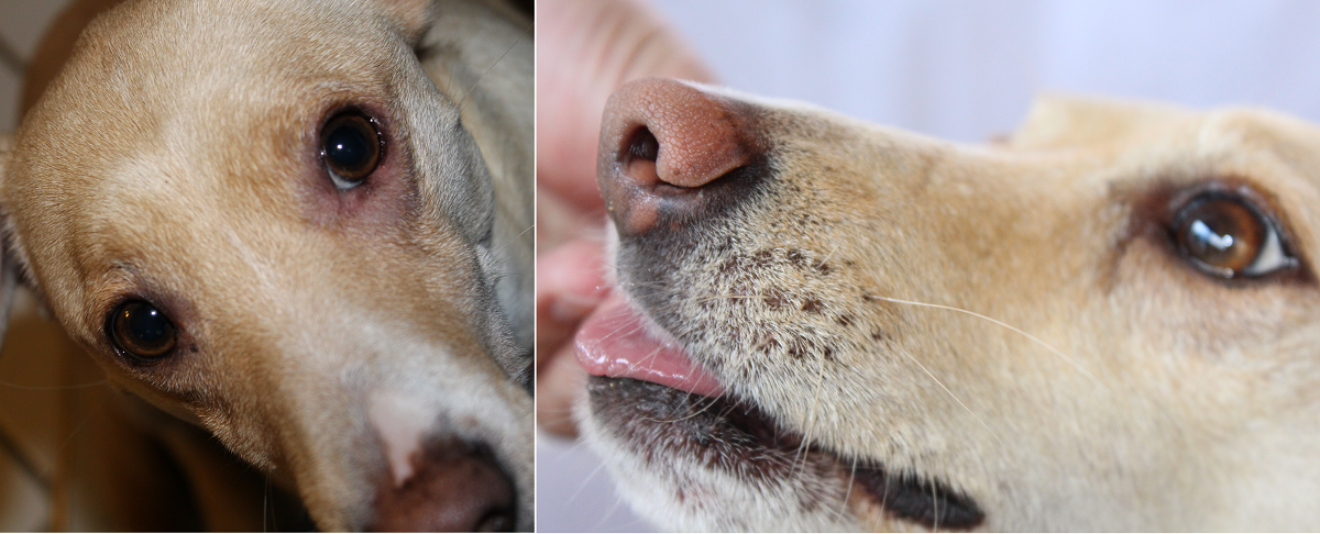 Cukor kutya allergiásan, mikor kihullott a szőre, és utána, egészségesen