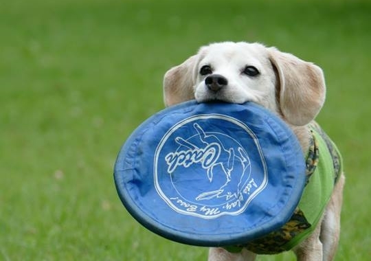 A kis beagle imád frizbivel játszani