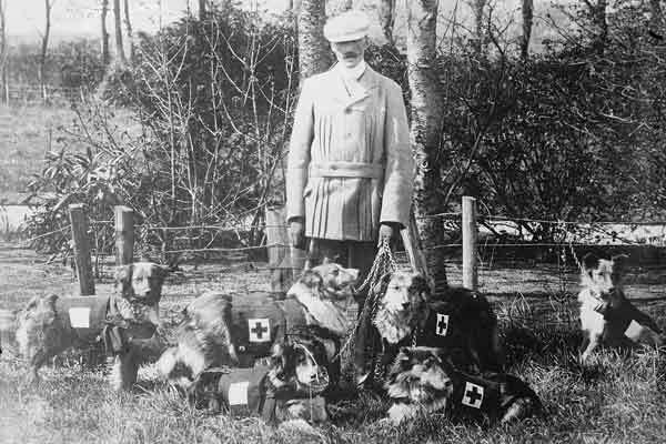 A brit Vöröskereszt kutyái - Edwin Richardson őrnagy alkotta meg a speciális képzést