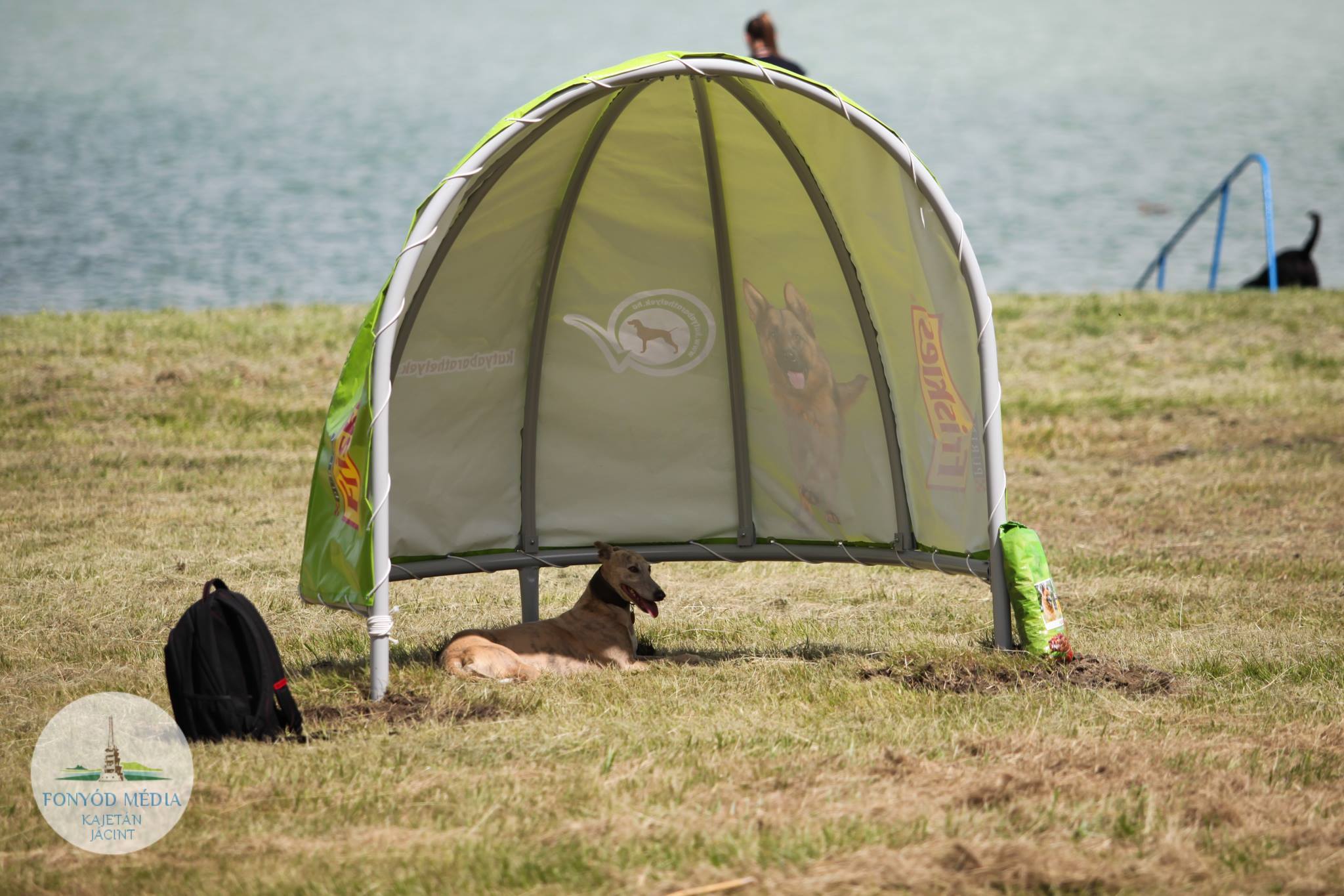 A Friskies sátrai alatt védelmet talál a kutya a tűző nap ellen