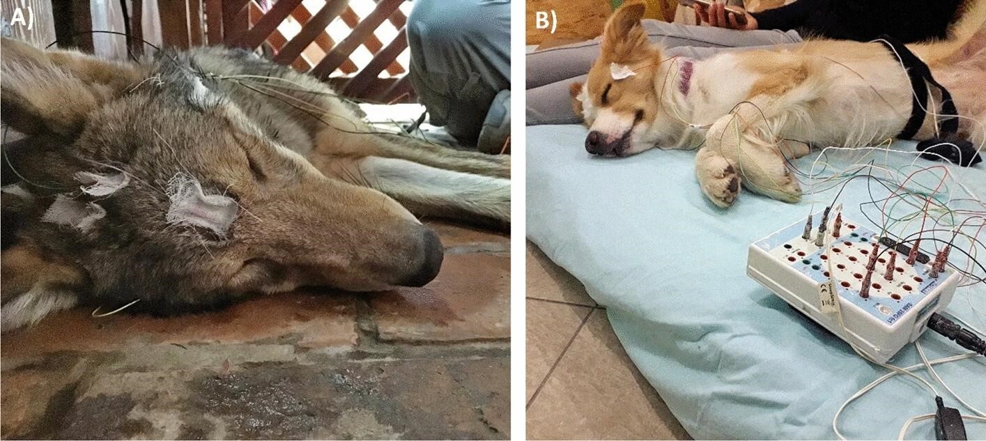 Fiatal, elektródákkal alvó A) farkas és B) kutya