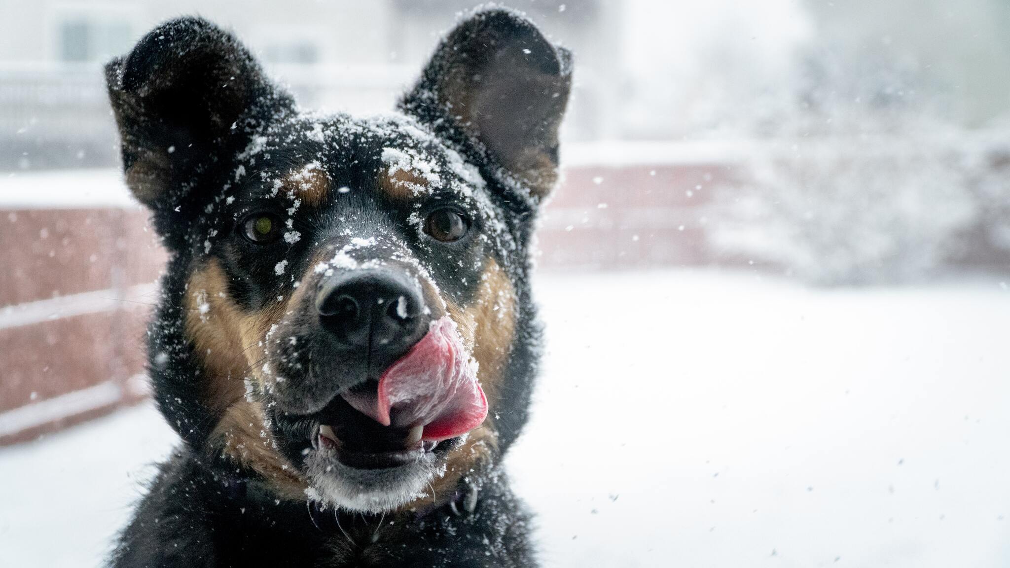 Az udvaron tartott kutyák különösen ki vannak téve a téli időjárás veszélyeinek