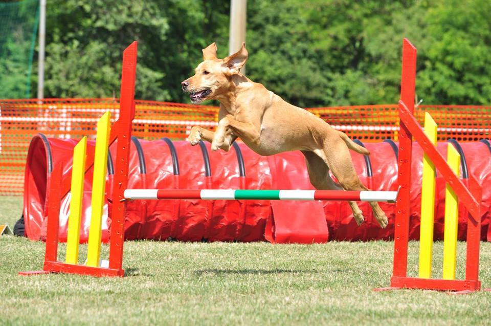 Gimely, a rohamjelző kutya agility foglalkozáson