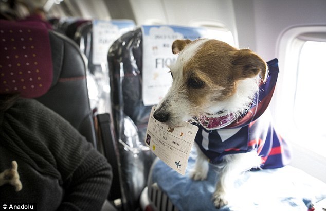 A repülőgép utasterében utazhattak a kutyák gazdáikkal