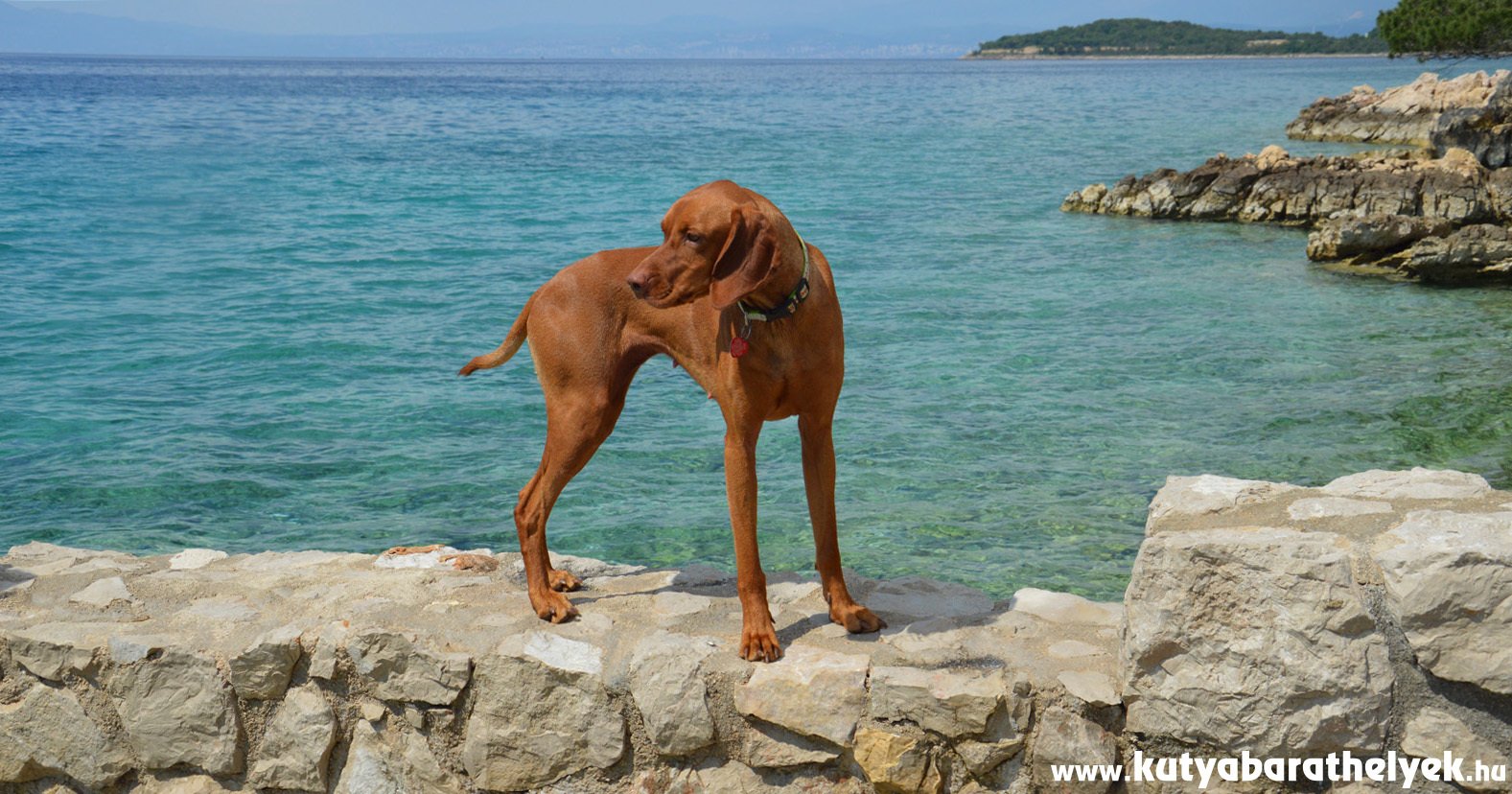 A horvát tengerpart nagyon sok helyen kutyabarát