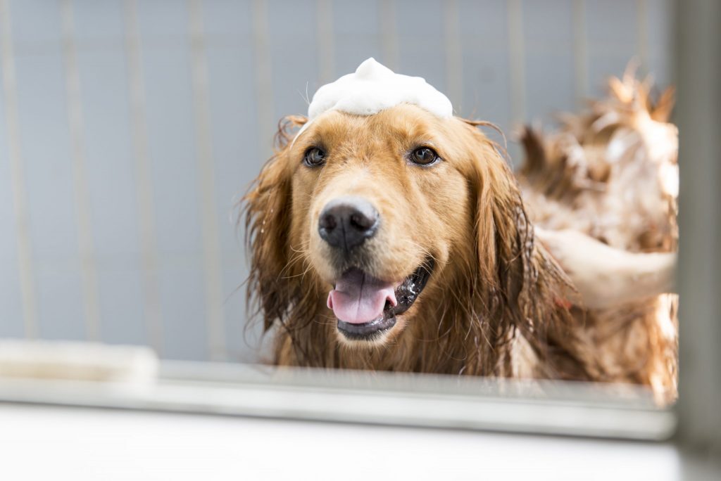 Fürdetés tippek - Vigyázzunk, hogy ne menjen víz, sem sampon a kutya szemébe, orrába, fülébe