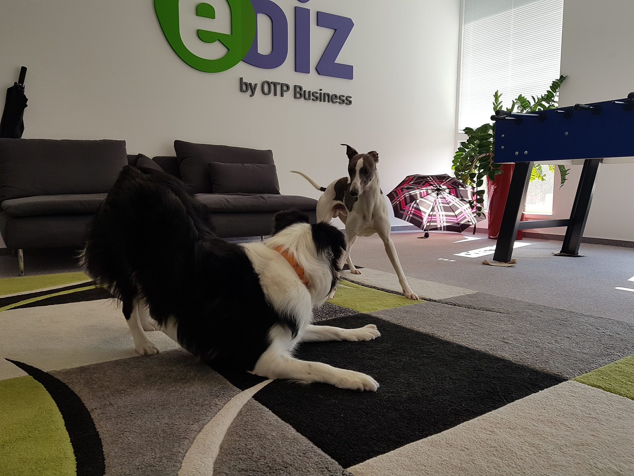 Kutyabarát munkahely - az OTP eBIZ irodájában a kutyák is jól érzik magukat