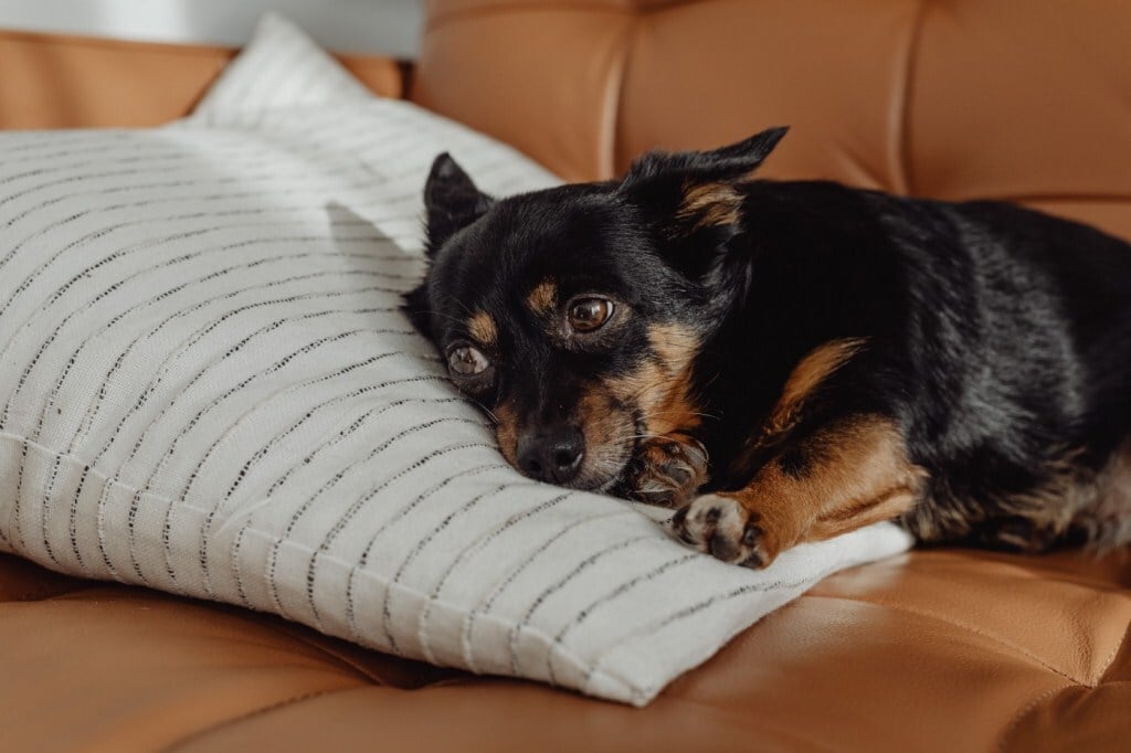 Stroke - Tünet lehet, ha megpróbál felkelni  kutya, de nem tud