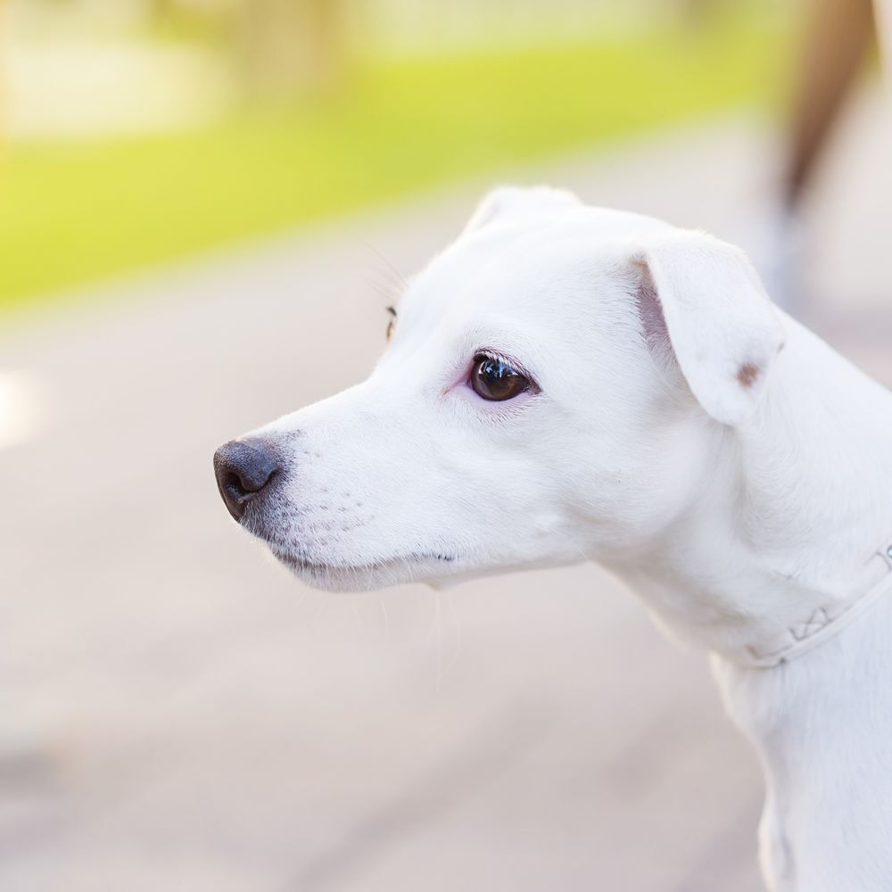 A fehér szőrű kutyák fogékonyabbak lehetnek a napégésre