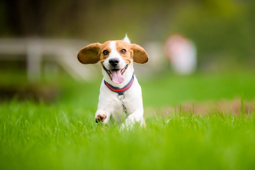 Kutyafajták futáshoz - Beagle
