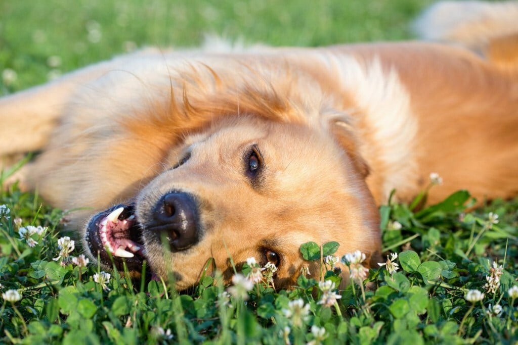 Gyakran csak azért hempereg a fűben a kutya, mert jól esik neki