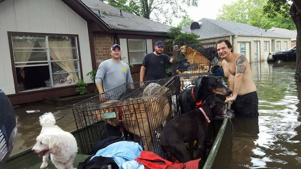 Harvey hurrikán - 21 kutyát mentettek ki egy csónakkal a bátor férfiak
