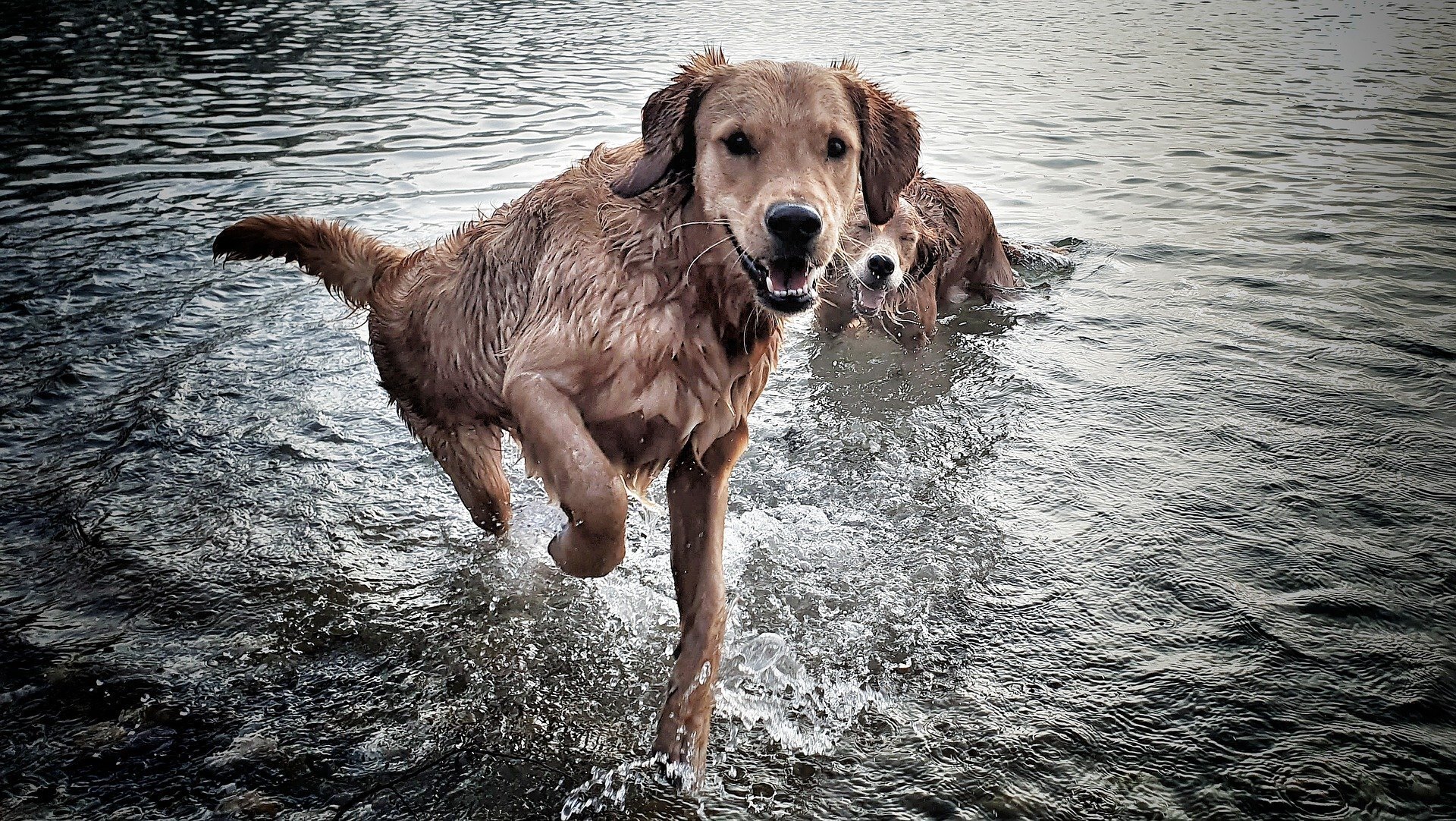 Nyitóbuli a Vizsla-tónál