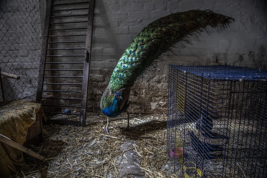 Egzotikus állatokat, köztük pávákat is elhoztak egy elhagyott magánállatkertből