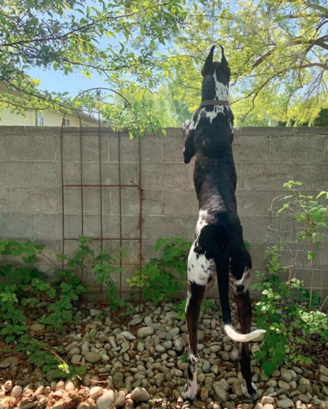 A hatalmas dogok könnyedén át tudnak nézni a kerítés felett