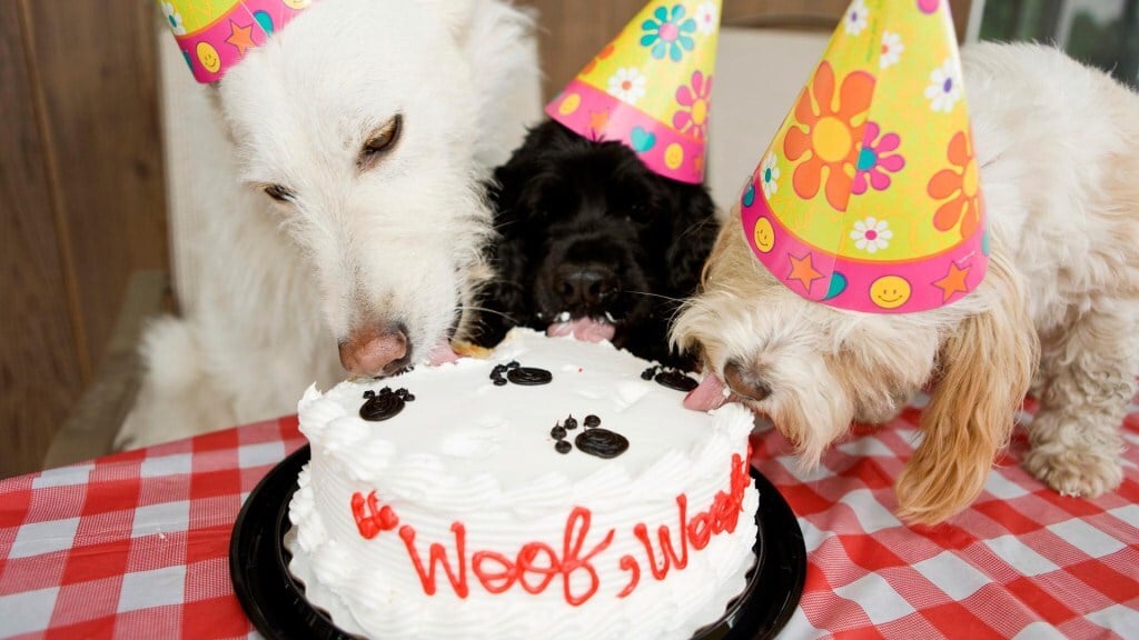 Születésnapi torta a kutyának egészséges hozzávalókból
