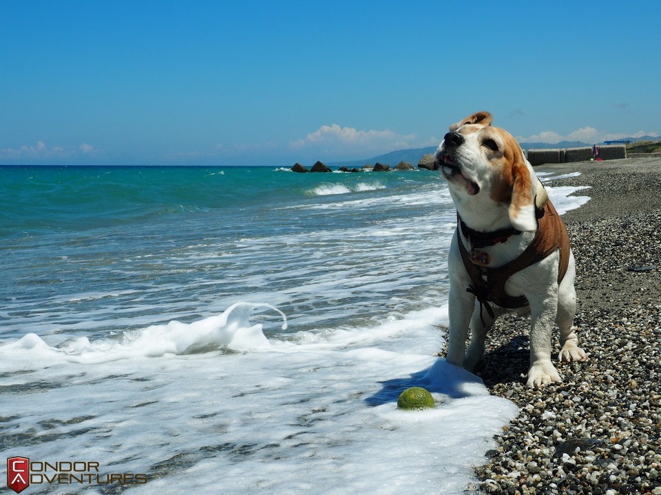 Brigi a beagle a tengerpartot is imdja