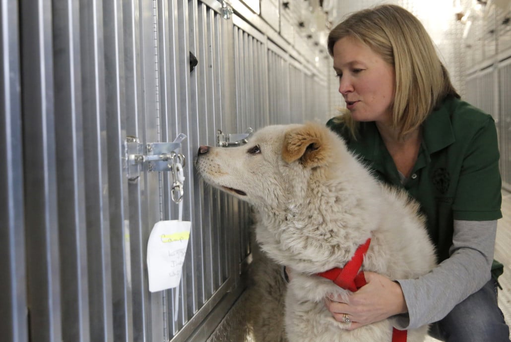 A rehabilitáció után kerülhetnek gazdához a mentett kutyák