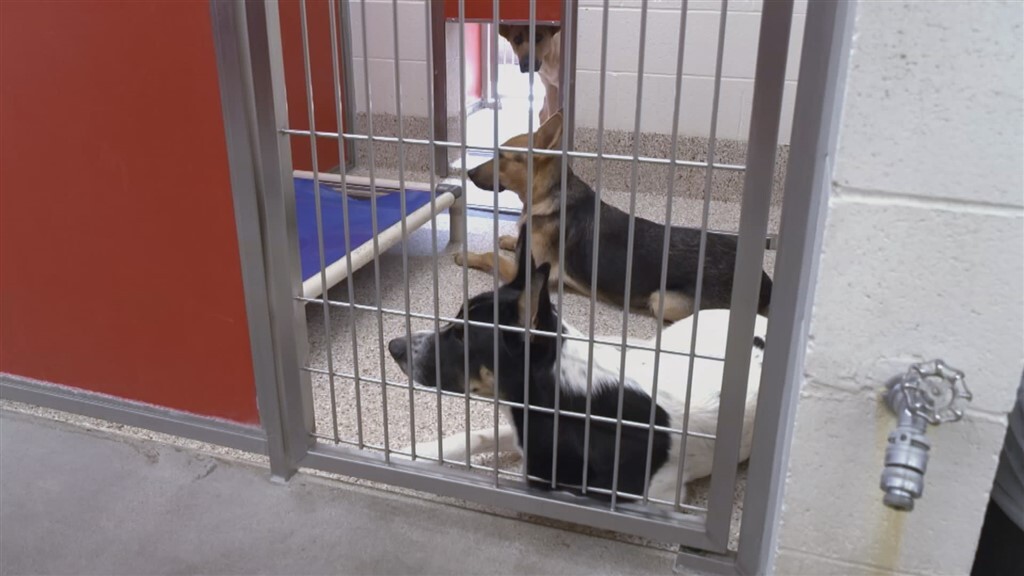 Gazdikereső kutyák a Pima Animal Care Center menhelyén, Tuscon, Arizona, USA