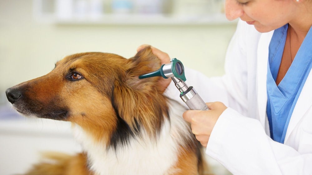 Állatorvos vizsgálja a kutya fülét 