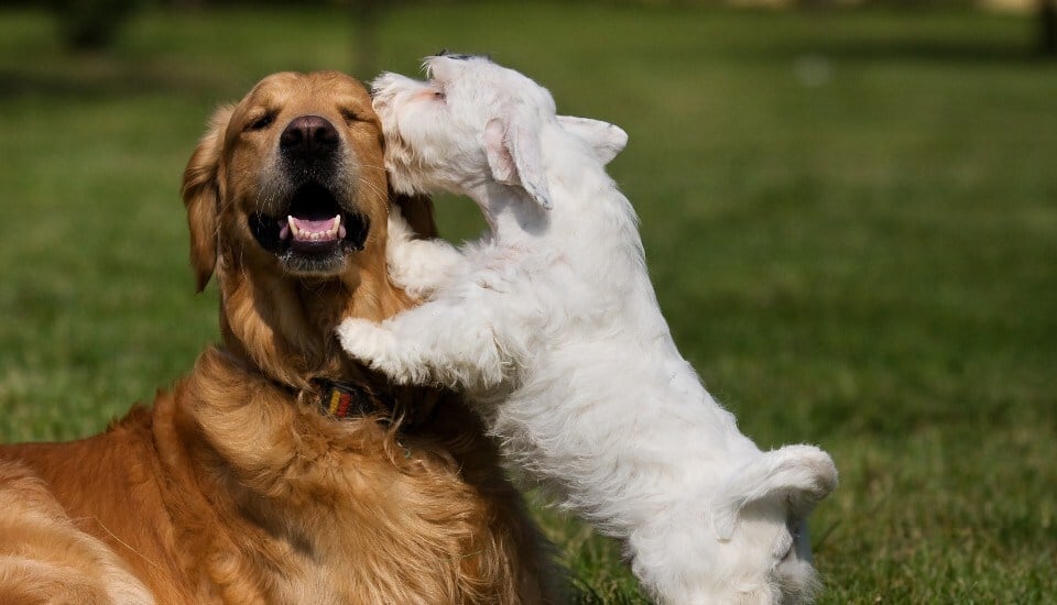 Az introvertált kutya is találhat barátokra, akikkel szívesen játszik