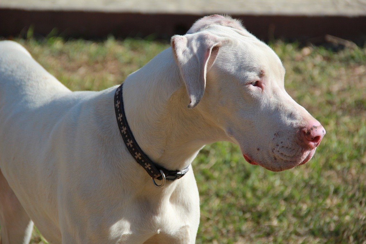 Halláskárosodás kutyáknál - A fehér színű egyedeknél nagyobb a veleszületett süketség kockázata
