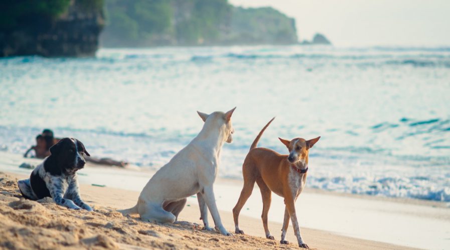 Balin szabadon kóborol sok kutya