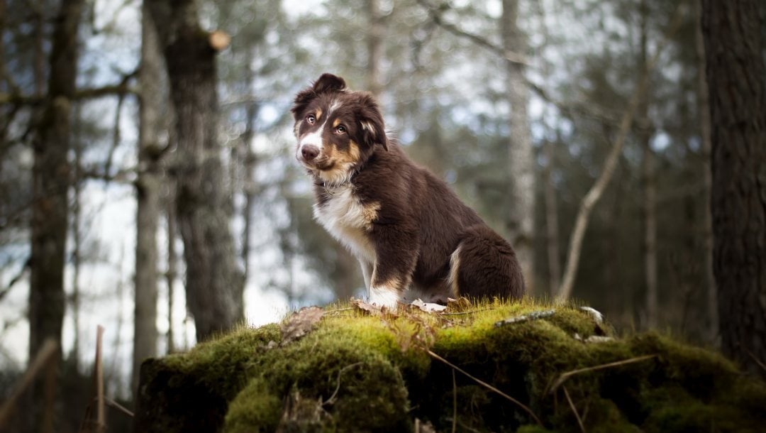 Szemférgesség - Erdőn, mezőn járva figyeljünk fokozottan kutyánkra