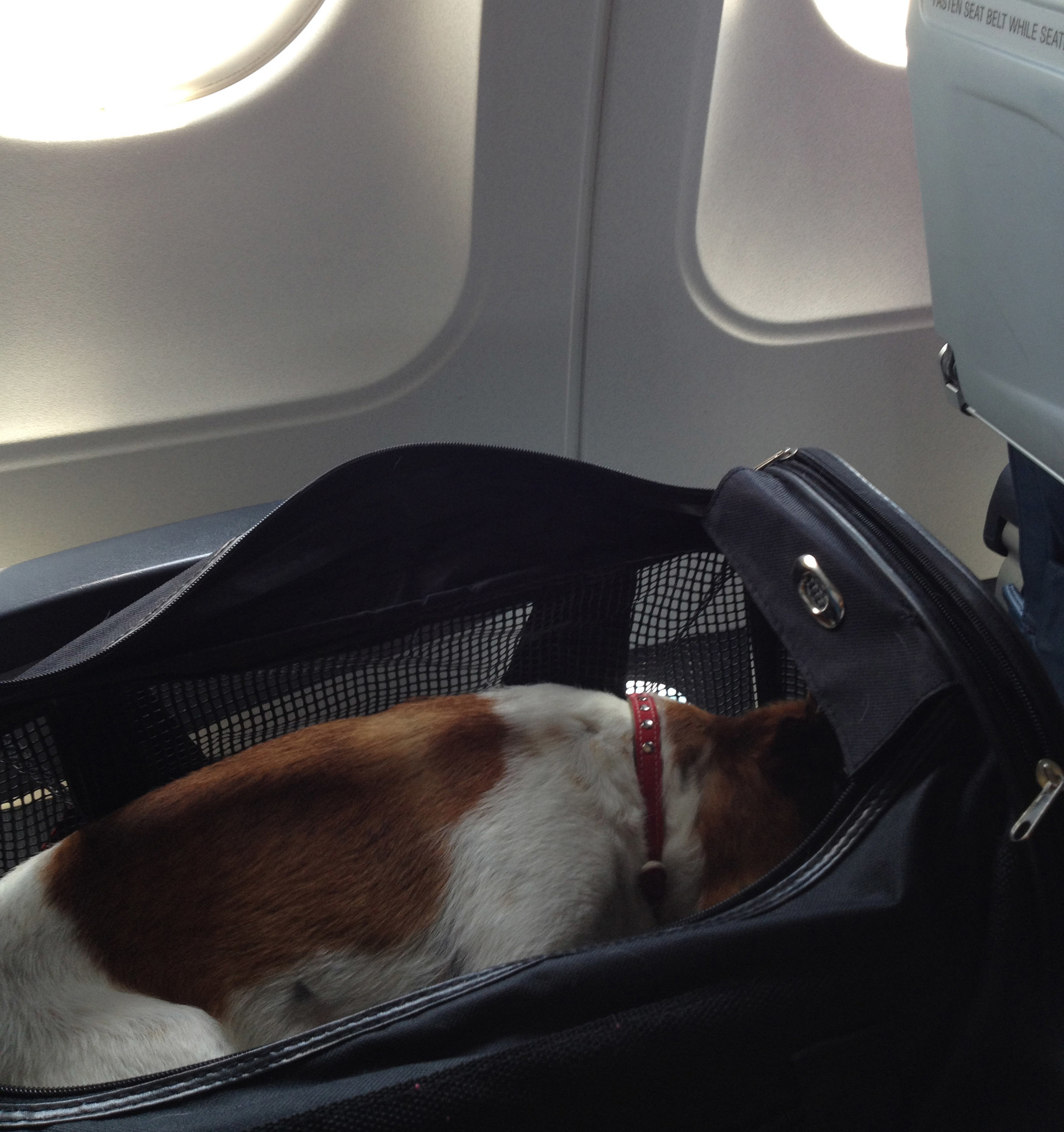 Rossi a hordozó táskában alszik a repülés ideje alatt