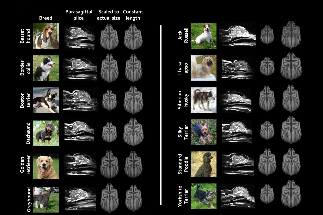 A vizsgált kutyák agyának formája jelentős eltéréseket mutatott MRI-felvételeken
