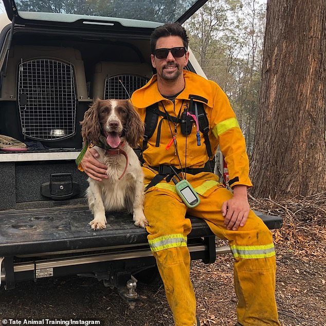 Taylor és gazdája, Ryan Tate már nyolc koalát megmentettek a tűz elől