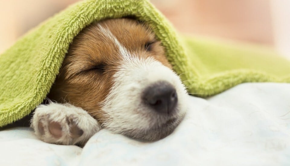 Édes a pihenés - Számos tényező van hatással a kutya alvásigényére