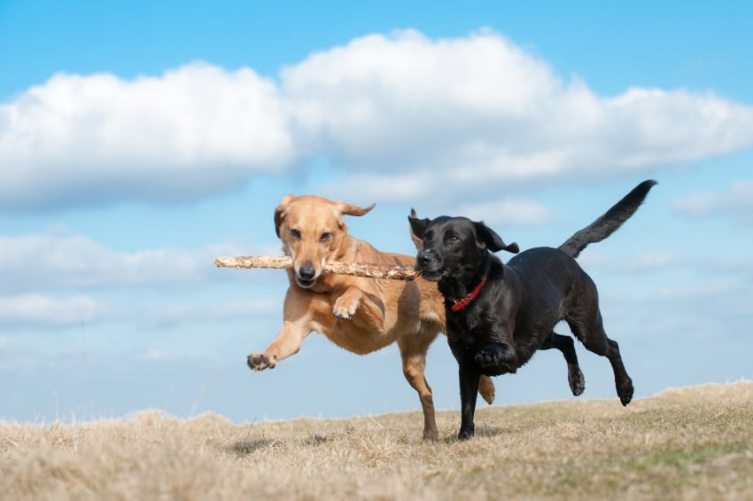Barátkozás és játék a fajtársakkal - kutyánknak is szüksége van rá