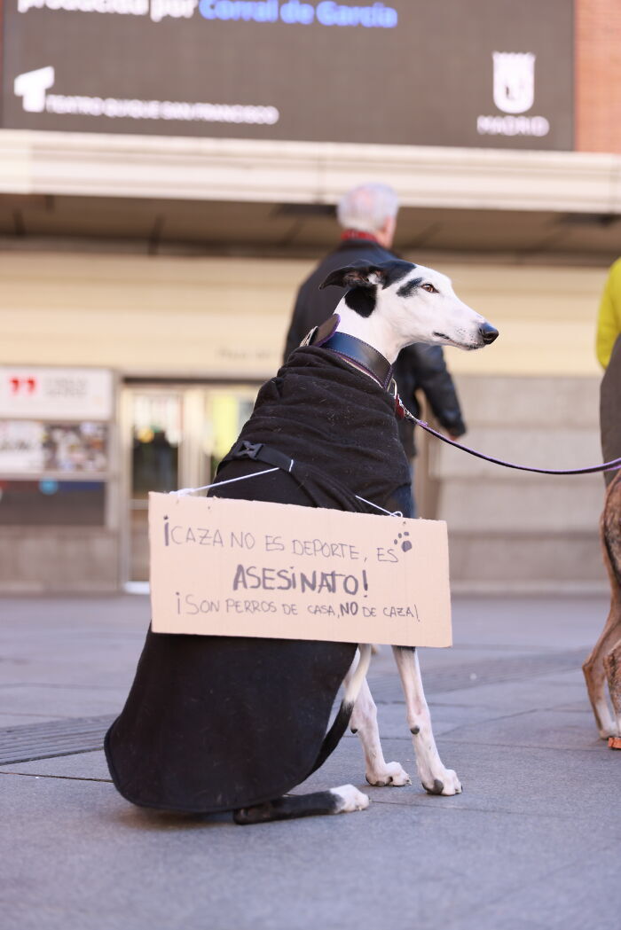 Sok kutya viselt feliratos táblát a tüntetésen