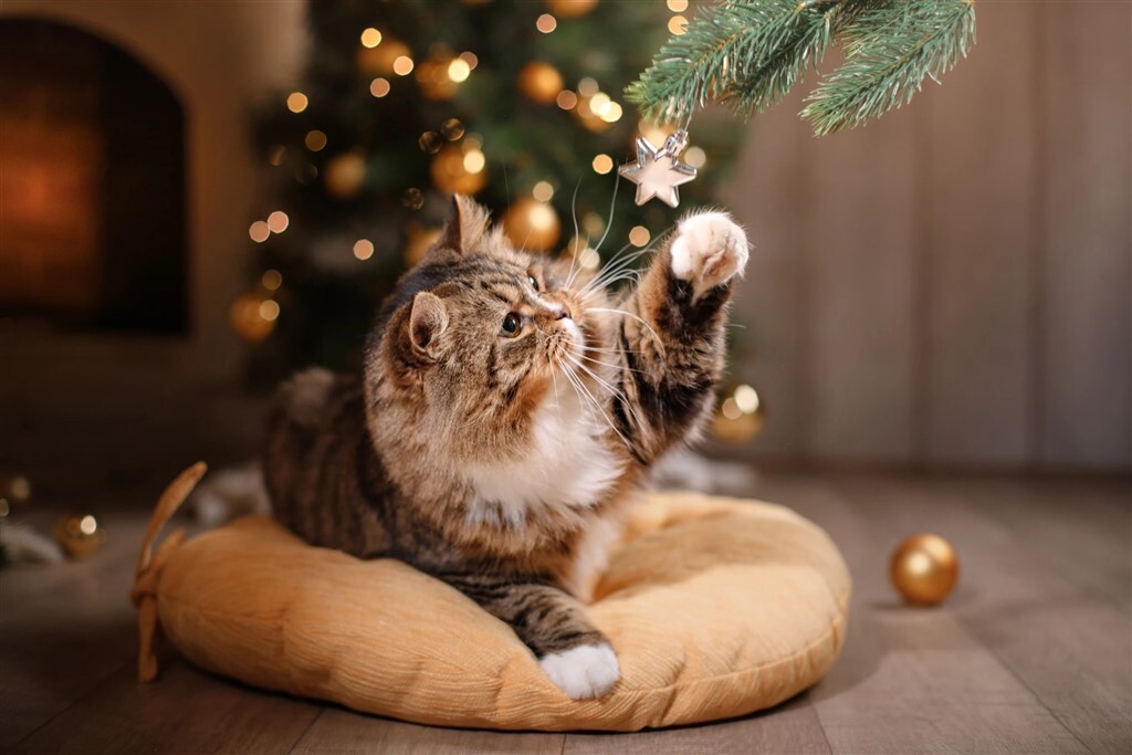 A macska is szívesen játszana a karácsonyfa díszeivel
