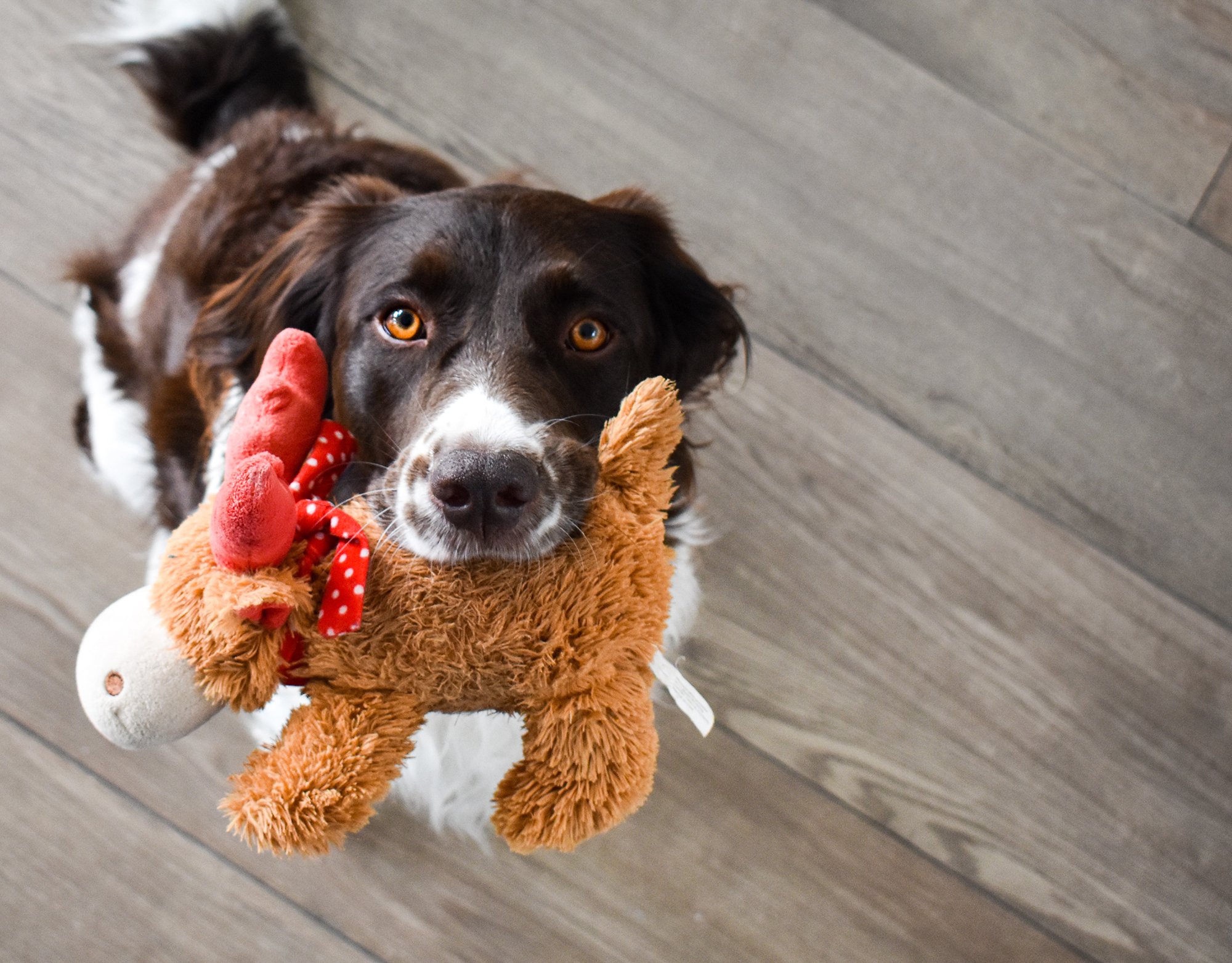 Álvemhesség kutyáknál - a játékok begyűjtése tipikus jel
