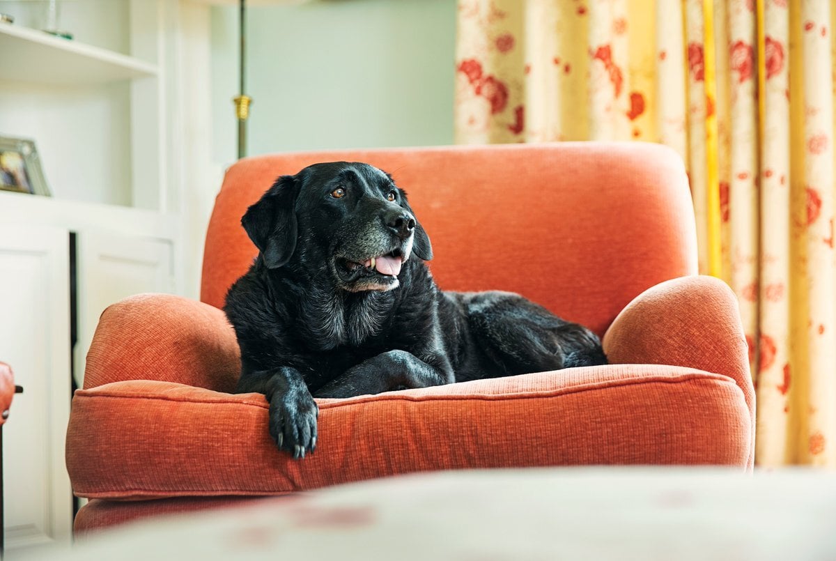 Tippek kutyaszag ellen - Tegyünk a kanapéra, ágyra, fotelra mosható takarót, huzatot